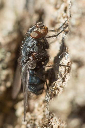 Réf. 219 432 : Calliphora vicina
